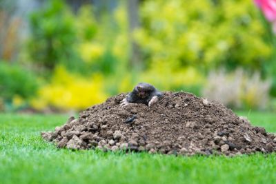 Efficient Mole Removal