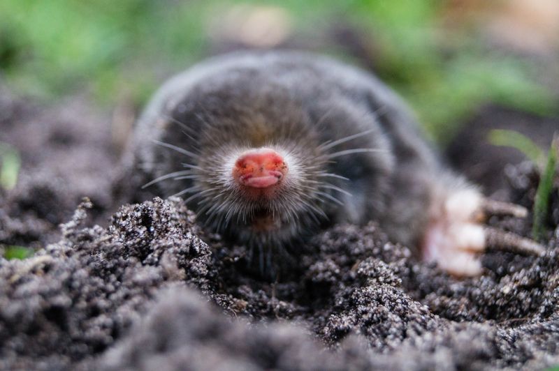 Mole Trapping