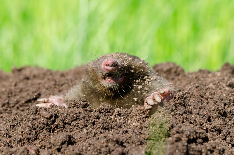 Cost of Mole Trapping — Cost of Mole Trapping