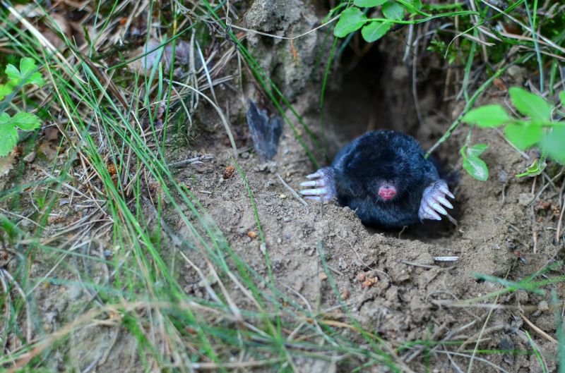 Cost of Mole Trapping — Cost of Mole Trapping