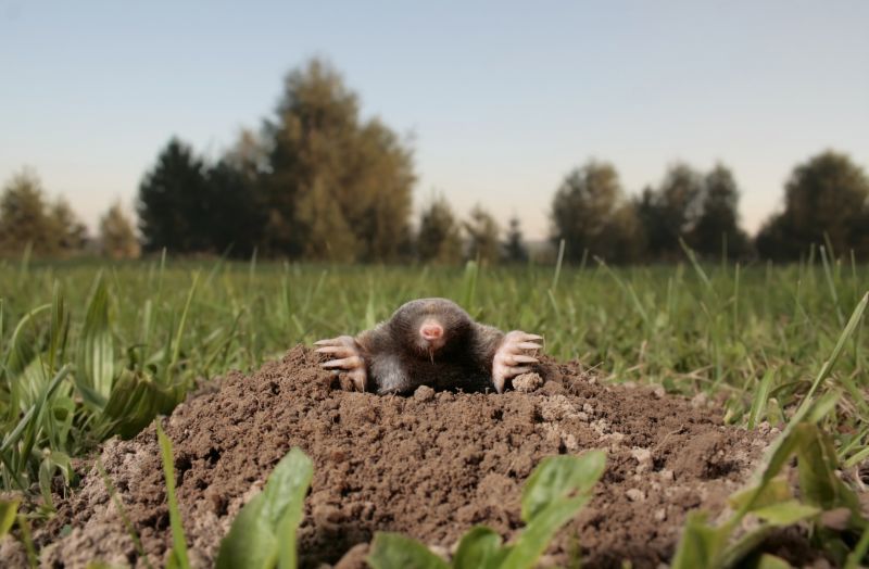 Cost of Mole Trapping — Cost of Mole Trapping