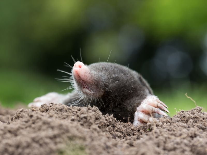 Cost of Mole Trapping — Cost of Mole Trapping