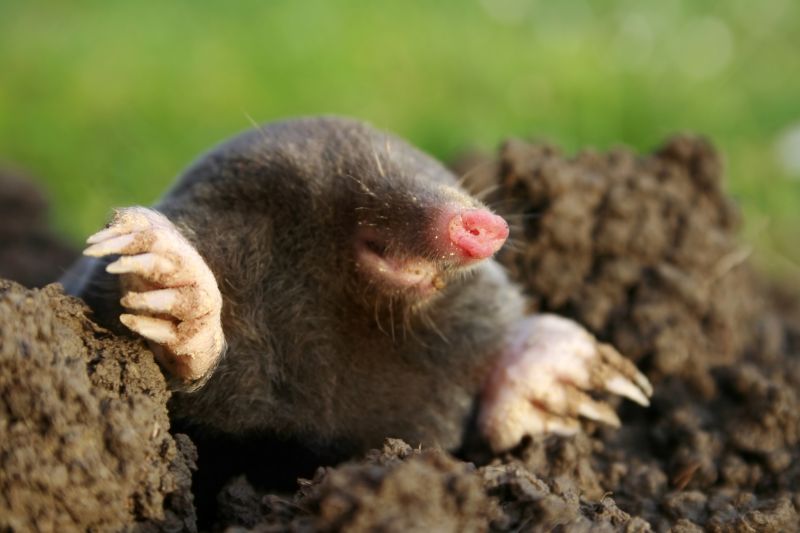 Mole Trapping