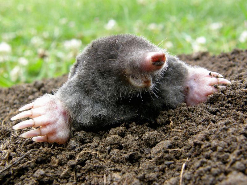 Mole Trapping