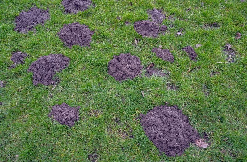 Mole Tunnels in the Lawn