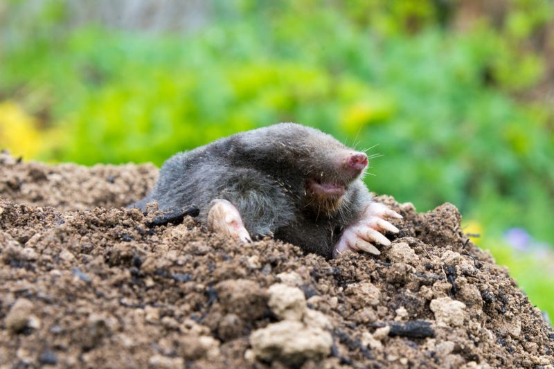 Professional Mole Trapping Services