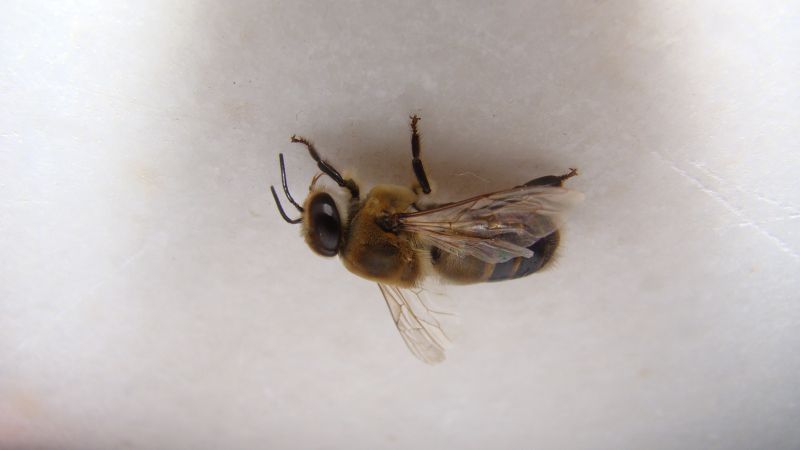 Mud Dauber Extermination in Katy, TX