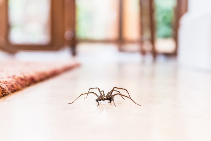 Trapdoor Spider Removal in Frisco, TX