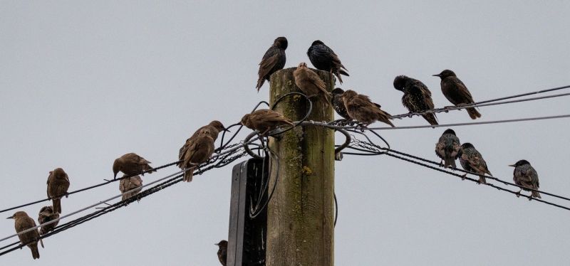 Birds on Power Lines