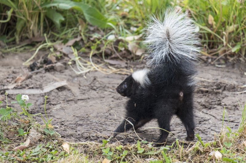Skunk Near Garage