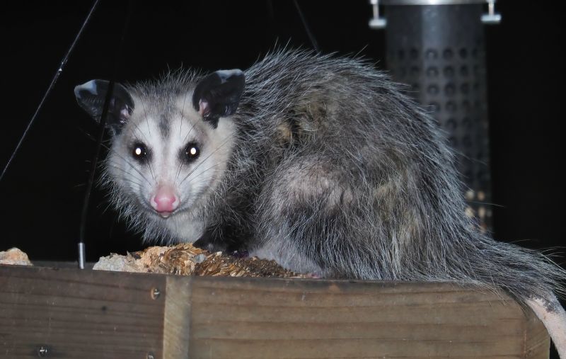 Opossum in Garden