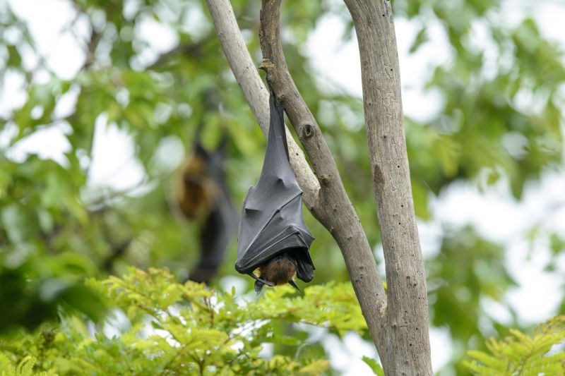 Bat Roosts