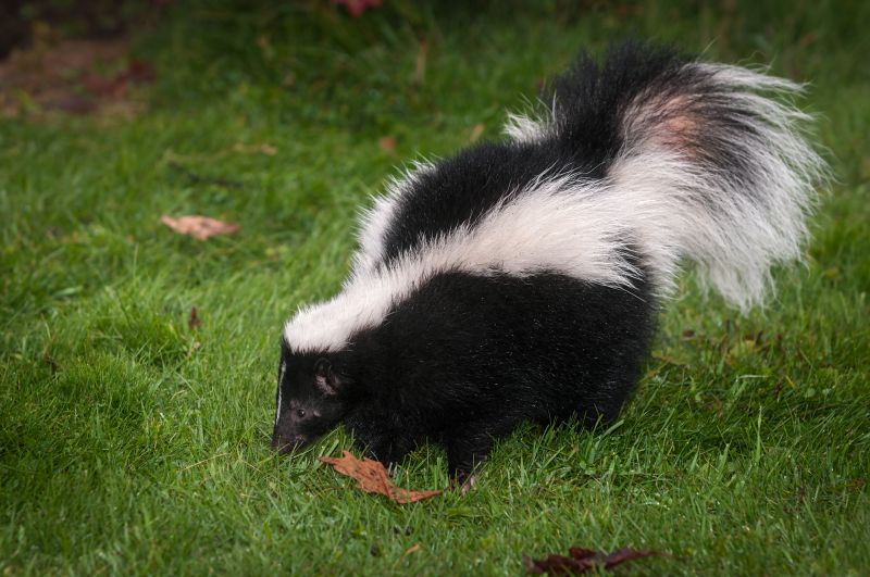 Skunk Sightings